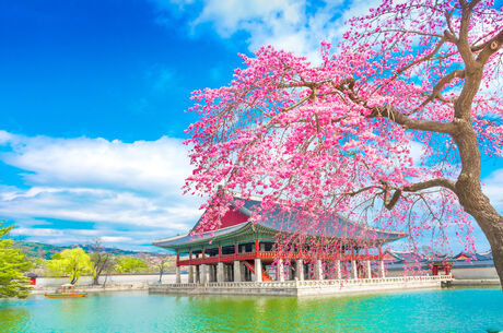 G.Kore & Japonya Turu ( Sakura Mevsimi ) 8 Gece 9 Gün